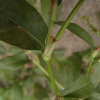 Persicaria hydropiper (L.) Delarbre